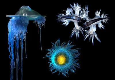 Various images of different types of neuston